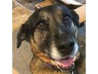 Adopt DaisyMae T a German Shepherd Dog