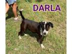 Adopt Darla a Mixed Breed