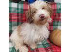 Havanese Puppy for sale in Macomb, MO, USA