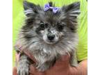 Pomeranian Puppy for sale in Sierra Vista, AZ, USA