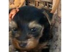 Yorkshire Terrier Puppy for sale in Sacramento, CA, USA