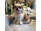 Shih Tzu Puppy for sale in Atlanta, GA, USA