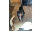 Adopt Aggie a Border Collie