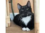 Adopt Ravioli a Domestic Short Hair