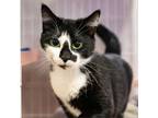 Adopt Luna a Domestic Short Hair