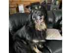 Adopt Boho a German Shepherd Dog