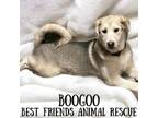 Adopt Boogoo a Husky