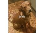 Adopt Zelda a Plott Hound, American Foxhound