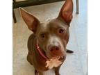 Adopt ROYALE a American Staffordshire Terrier, Cattle Dog