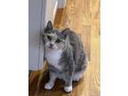 Adopt Peaches (Cleft palate) Kitty a Calico