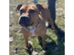 Adopt Skye a American Staffordshire Terrier, Boxer