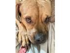 Adopt Lillith a Boxer