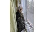 Adopt Olivia a Domestic Short Hair, Tabby