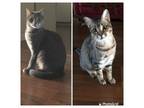 Adopt Millie & Finn a Domestic Short Hair