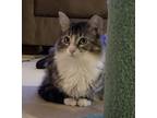 Adopt Gucci a Domestic Medium Hair