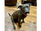Adopt Mila a American Staffordshire Terrier