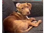 Adopt Ozzy a Pit Bull Terrier, Norwegian Elkhound