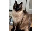 Adopt Josephine a Siamese