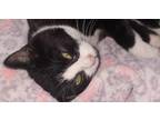 Adopt Gemstone a Domestic Short Hair