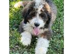 Mutt Puppy for sale in Alexander City, AL, USA