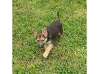 German Shepherd Dog Puppy for sale in Citronelle, AL, USA