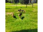 German Shepherd Dog Puppy for sale in Citronelle, AL, USA