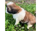 Shih Tzu Puppy for sale in Brooksville, FL, USA