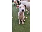 Adopt Blondie a Mixed Breed
