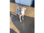 Adopt Bella a American Staffordshire Terrier, Pit Bull Terrier