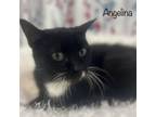 Adopt Angelina a Domestic Short Hair