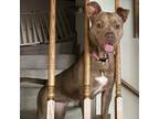 Adopt Allie a Pit Bull Terrier, Miniature Bull Terrier