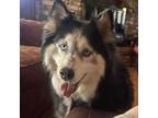 Adopt Lola a Siberian Husky