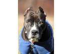 Adopt Lady Squirrel a Pit Bull Terrier