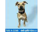Adopt Game a Black Mouth Cur
