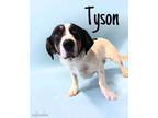 Adopt Tyson a Hound