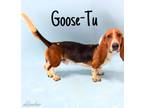 Adopt Goose-Tu a Basset Hound
