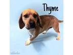 Adopt Thyme a Beagle