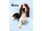 Adopt Winston a Basset Hound