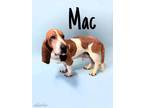 Adopt Mack a Basset Hound