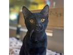 Adopt Kenji a Domestic Short Hair