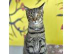 Adopt Leonardo a Tabby