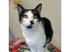 Adopt James a Domestic Short Hair