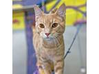 Adopt Murphy a Tabby