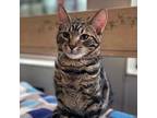 Adopt Keanu a Tabby