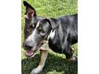 Adopt HUEY a Australian Shepherd, Staffordshire Bull Terrier