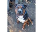 Adopt Trombone a Rottweiler, American Staffordshire Terrier