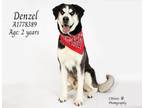 Adopt Dog a Siberian Husky, Mixed Breed