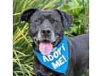 Adopt Neptune a Labrador Retriever, Boxer