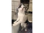 Adopt Moo Moo a American Shorthair