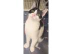 Adopt Bruce a American Shorthair